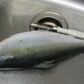 台南虱目魚