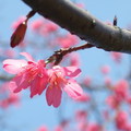 這就是大家俗稱的山櫻花唷！是不是很美呢？
更多漂亮的櫻花快來看本校美景特輯之《櫻花開了》！！
↓↓↓↓↓↓PS.連結請看下面回應處!^^