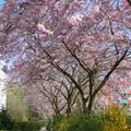 在漢堡，四、五月是櫻花盛開的季節，五月底舉辦櫻花節慶，放煙火，每年都吸引很多遊客來訪。水仙和櫻花差不多是同時間開花，接著是木蘭花、杜鵑花、桃花、紫丁香等等，美不勝收。