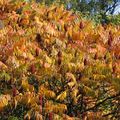 金色的十月，這一系列的照片全都是在我們家附近拍的，感謝種樹的人。
