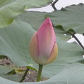 荷花--05