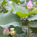 荷花--06