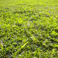綠草如茵