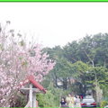 陽明山花季2009 - 7