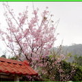 陽明山花季2009 - 8