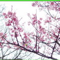 陽明山花季2009 - 13