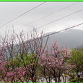 陽明山花季2009 - 14