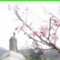 陽明山花季2009 - 18
