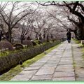 日本京都－哲學之路