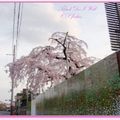 京都－金城飯店旁的漂亮櫻花 - 1