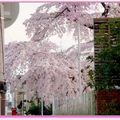 京都－金城飯店旁的漂亮櫻花 - 3