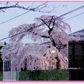 京都－金城飯店旁的漂亮櫻花 - 4