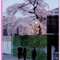 京都－金城飯店旁的漂亮櫻花 - 5