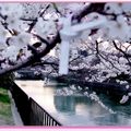 京都－金城飯店旁的漂亮櫻花 - 7