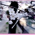 京都－金城飯店旁的漂亮櫻花 - 8