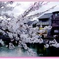 京都－金城飯店旁的漂亮櫻花 - 9