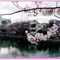 京都－金城飯店旁的漂亮櫻花 - 11