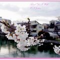 京都－金城飯店旁的漂亮櫻花 - 12
