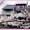京都－金城飯店旁的漂亮櫻花 - 13