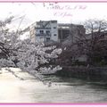 京都－金城飯店旁的漂亮櫻花 - 14