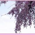 京都－金城飯店旁的漂亮櫻花 - 15