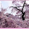 京都－金城飯店旁的漂亮櫻花 - 16