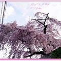 京都－金城飯店旁的漂亮櫻花 - 17