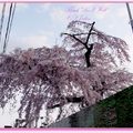 京都－金城飯店旁的漂亮櫻花 - 18