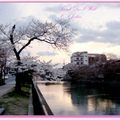 京都－金城飯店旁的漂亮櫻花 - 20