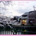 京都－金城飯店旁的漂亮櫻花 - 21