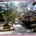 奈良公園－東大寺 - 3