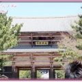 奈良公園－東大寺 - 8