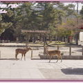 奈良公園－東大寺 - 12