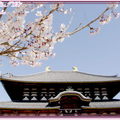 奈良公園－東大寺
