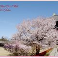 東大寺與櫻花 - 2