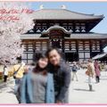 東大寺與櫻花