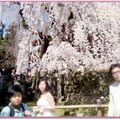 奈良公園入口處櫻花(98日本蜜月) - 10