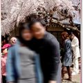 奈良公園入口處櫻花(98日本蜜月) - 11