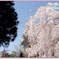 奈良公園入口處櫻花(98日本蜜月) - 14