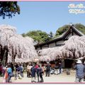 奈良公園入口處櫻花(98日本蜜月) - 15
