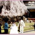 奈良公園入口處櫻花(98日本蜜月) - 18