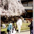 奈良公園入口處櫻花(98日本蜜月) - 19