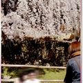 奈良公園入口處櫻花(98日本蜜月) - 25