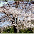 奈良公園－春日野午餐 - 3