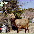 奈良公園－春日野午餐 - 27