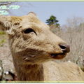 奈良公園－春日野午餐 - 28