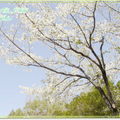 奈良公園－春日野午餐 - 34