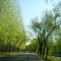 去慕田峪長城要請司機走縣道. 這是路上密雲水庫縣道夾道的楊柳與白楊樹.