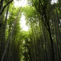 清水寺附近的竹林