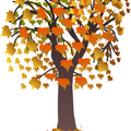 maple tree autumn(秋楓)